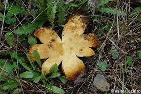 Image result for Scleroderma polyrhizon