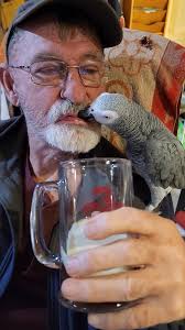 Just before 5pm this evening our African Grey parrot flew out of the house.  Her name is Scarlett. She whistles, barks, and talks. She loves men. Women  not so much. We live in the Ghent area. Please ...