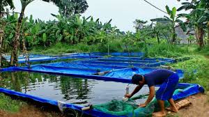 Kali ini kita akan mengetahui bersama tentang cara membuat kolam ikan lengkap. Cara Membuat Kolam Ikan Yang Efektif Agar Panen Melimpah