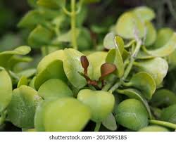 Image result for Viscaceae