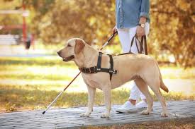 The 25 Best Service Dog Vests Harnesses Of 2019 Pet Life