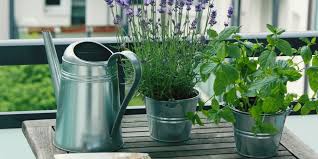 We did not find results for: Arrosage Plantes Les Erreurs A Eviter Marie Claire