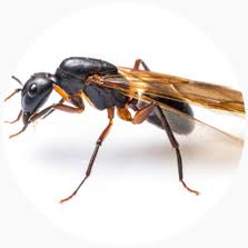 Maybe you would like to learn more about one of these? The Ant Species Of Australia Pest Issues By Fantastic Services