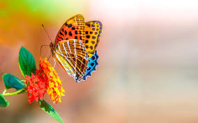 26,000+ vectors, stock photos & psd files. Colorful Butterfly On Flower Macro Bokeh Flowers 4k Ultra Hd Wallpaper For Desktop Wallpapers13 Com