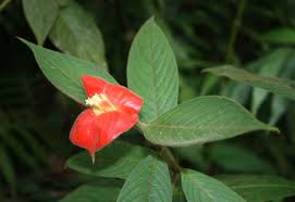 Image result for Psychotria eminiana