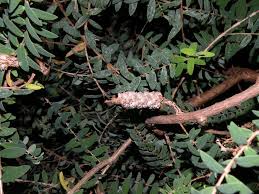 Image result for Melaleuca hypericifolia