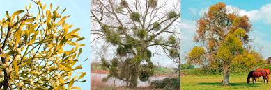 Image result for Viscum