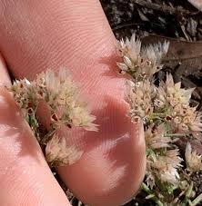 Image result for Polycarpaea corymbosa