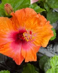 Image result for Hibiscus mechowii