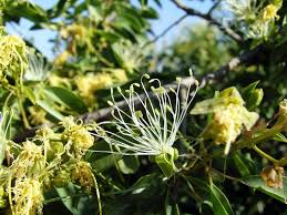 Image result for Maerua angolensis