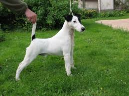 Image result for foxteriér hladkosrstý