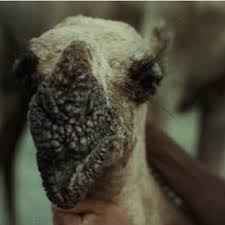 You may revoke your consent at any time once logged in, in your account settings. Pdf Epizootiology Of Camel Pox Camel Contagious Ecthyma And Camel Papillomatosis In The Sudan