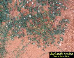 Image result for Richardia scabra