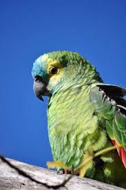 Imagenes Gratis Loro Un Animal Loro Lorito Verde Ave Aves Loros Animales Salvajes Animales Asombrosos
