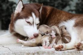 Yavru Kopekleri Annelerinden Ayirmak My Animals