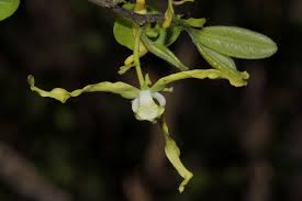 Image result for Monodora grandidieri