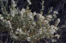 Image result for Cyanotis lanata