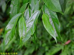 Image result for Celtis tetrandra