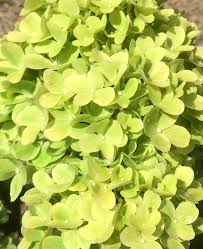 Image result for Motandra paniculata