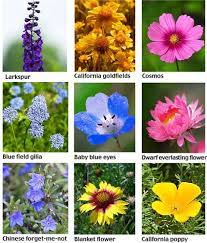 Learn 50 flowers names in english. Names Of Different Flowers Pictures Of Flowers