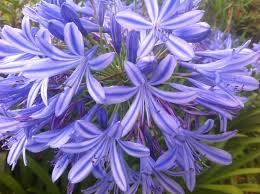 Check spelling or type a new query. Groves Of Agapanthus Clivias Posts Facebook