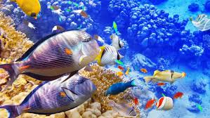 We did not find results for: Lipi Respons Temuan Ikan Akan Punah Imbas Laut Semakin Panas