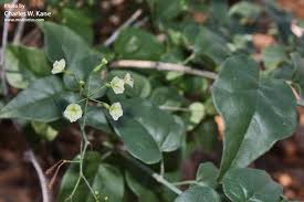 Image result for Commicarpus