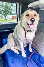 Kitten wondered up to the house..west Hewitt. Let me know if it belongs to  you.