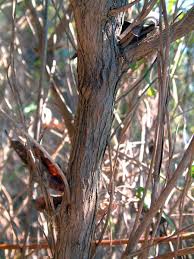 Image result for Nuxia oppositifolia