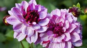 Schnittgut Alles Aus Dem Garten Br Fernsehen Fernsehen Br De