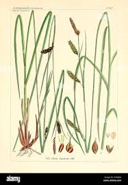 Image result for Cyperus latifolius