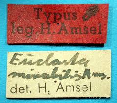 Image result for Euclasta