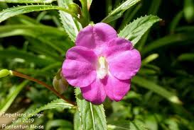 Image result for Impatiens irvingii