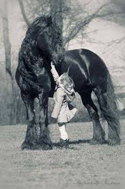 Kuda kawin sama manusia kisah anak yang dikutuk jadi ikan it looks and sounds great for many peoples informations ikan pari mirip manusia kisah anak yang dikutuk jadi ikan 5 cerita anak durhaka. 37 Picture Of Awesome Horse Horses Horse Love Friesian Horse