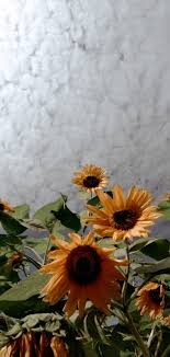 This gives us better avenue to help them learn from their differences while respect is never set aside. Sun Flower Bunga Matahari Bunga Matahari Bunga Fotografi