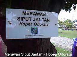 Keyakinan ini karena di dalam prasasti itu disebutkan pohon sagu bersama tanaman palma lainnya. Merawan Siput Jantan Hopea Odorata Youtube