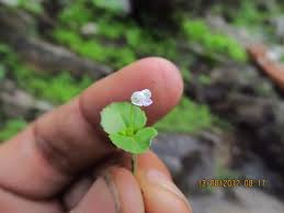 Image result for Craterostigma nummulariifolium