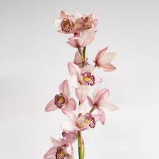 Image result for Monocymbium