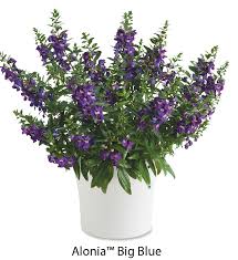 Image result for Angelonia