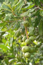 How To Grow And Care For A Macadamia Nut Tree Macadamia Nut Tree Macadamia Macadamia Nuts