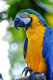 Use them in commercial designs under lifetime, perpetual & worldwide rights. Blue And Yellow Macaw Pictures Download Free Images On Unsplash