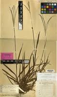 Image result for Digitaria ternata