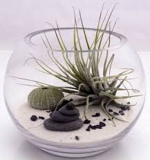Pin On Anything Succulents Terrarium