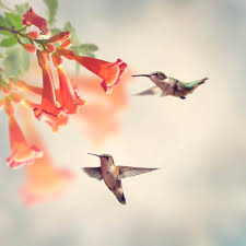 May 01, 2015 · attract hummingbirds from the ground up with a few of their favorite flowering vines. Hummingbird Vines What Type Of Vines Attract Hummingbirds Wild Bird Scoop