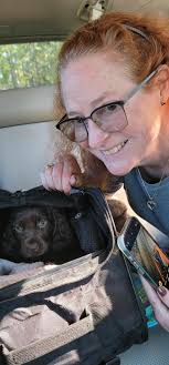 Boykin Spaniel pet photos and stories