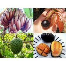 Latest post from steve smith, the whistling gardener: Buy Pack Superfood Fruit Trees With Canarius