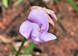 Image result for Vigna vexillata