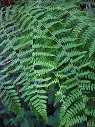 Image result for Pteridium aquilinum