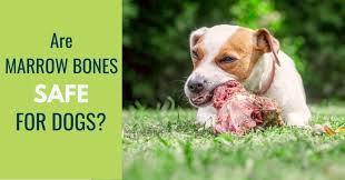 What kind of bones are safe for dogs. Can My Dog Eat Marrow Bones Are They Safe For Dogs Canine Compilation