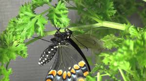 Papilio polyxenes, the (eastern) black swallowtail, american swallowtail or parsnip swallowtail, is a butterfly found throughout much of north america. Eastern Black Swallowtail Metamorphosis Youtube